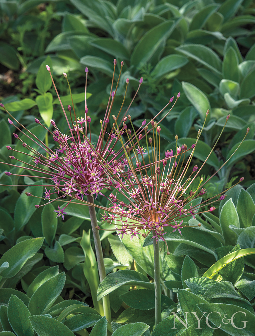 Bevacqua Garden 7384