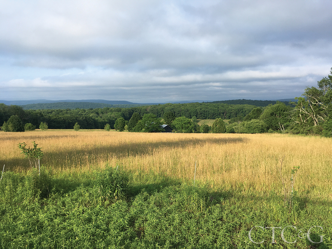 John Willey Ct Landscape 3