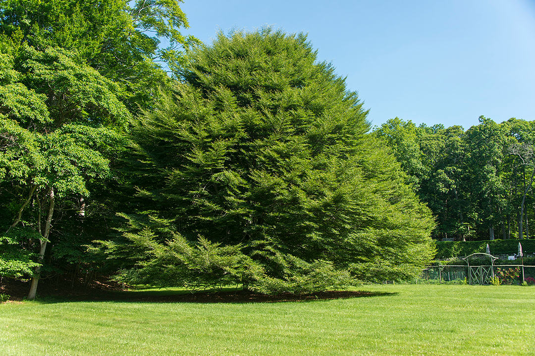 Famed Windmill House Marilyn Monroe Rented In The Hamptons Asks 11 5m Tree