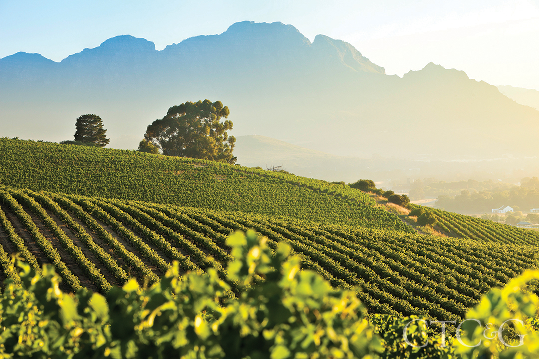 Stellenbosch Vineyards