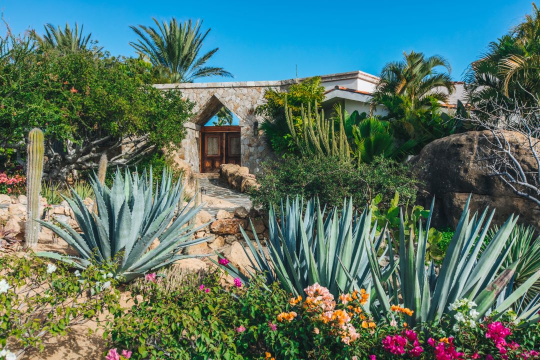 Casa Escondida San Jose Del Cabo Succulent Garden