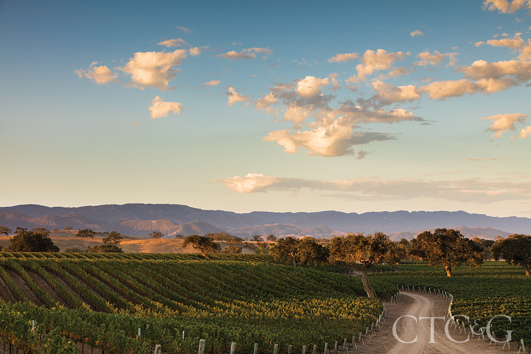 Kita Vineyards