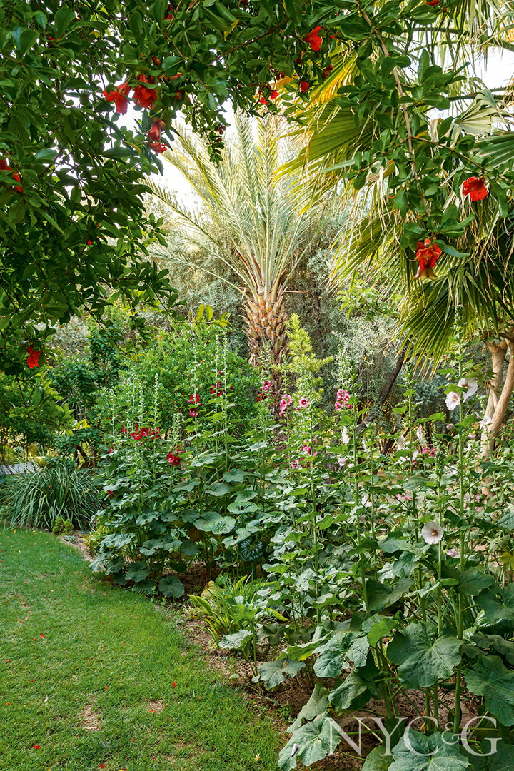 hollyhock plants