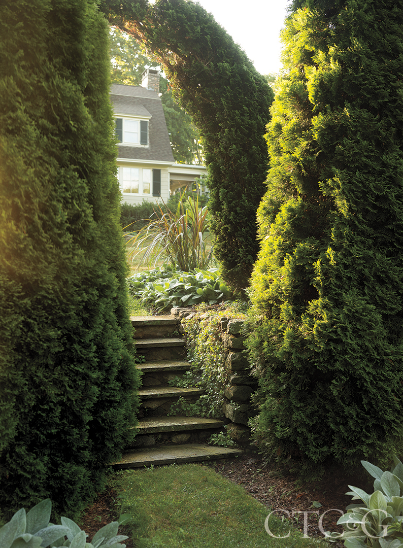 Shrubs And Shaped Trees