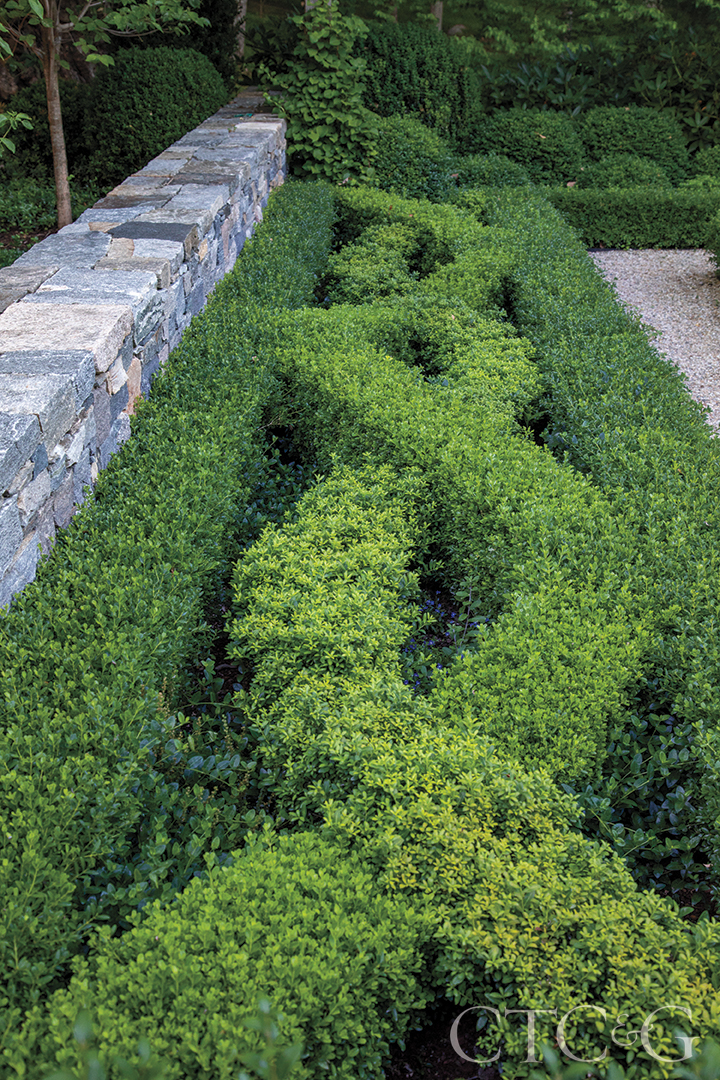 a knot garden with holly and boxwoods