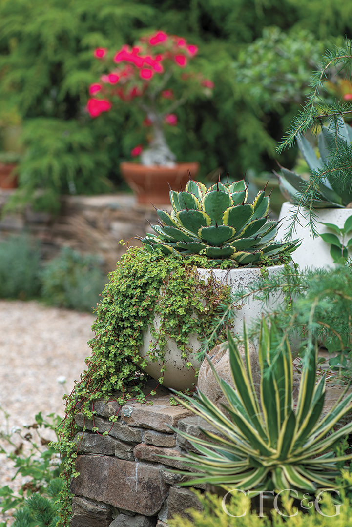 agaves in the garden