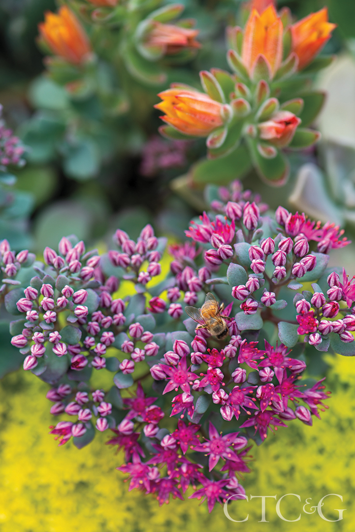 pink flowers with a bee
