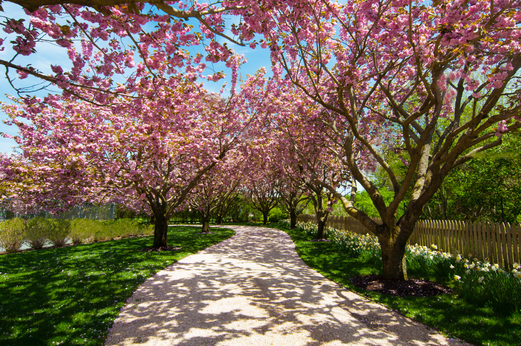 Harmonia Creates A Garden Sanctuary In Water Mill Cherry Trees Use