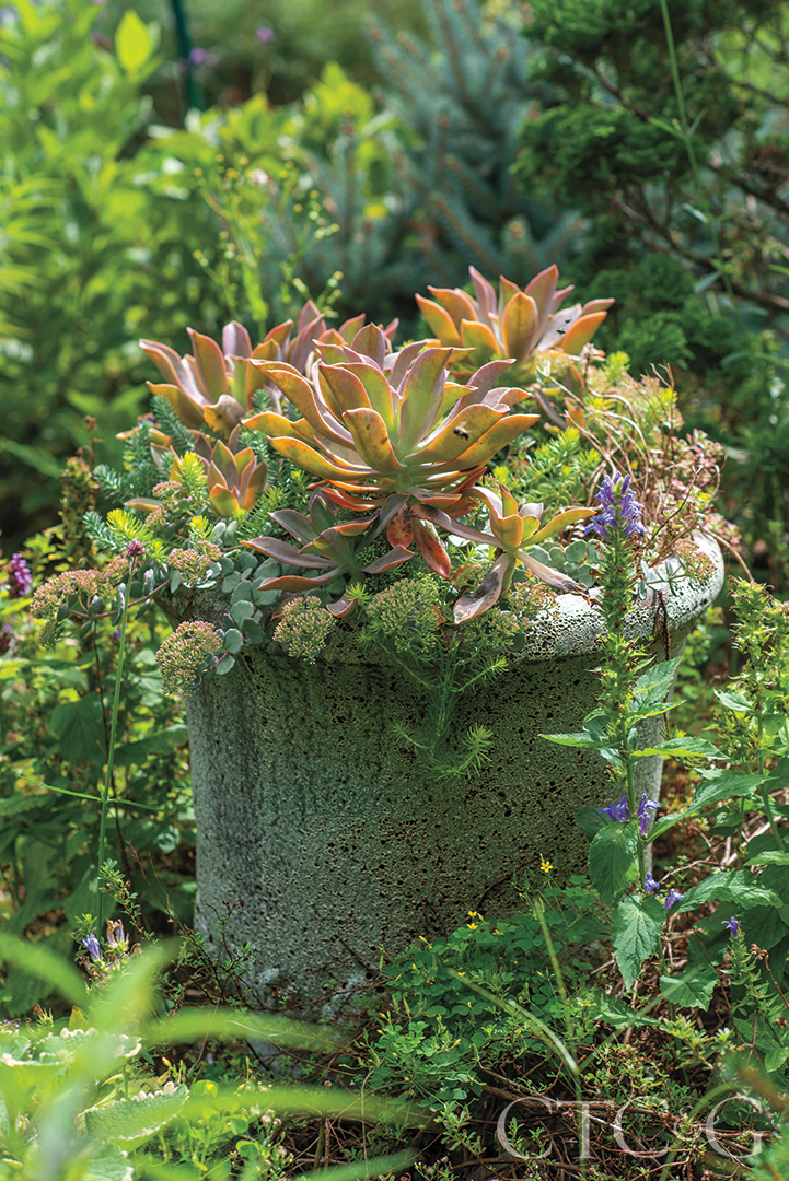 succulent Graptoveria ‘Fred Ives’ and sedums in container
