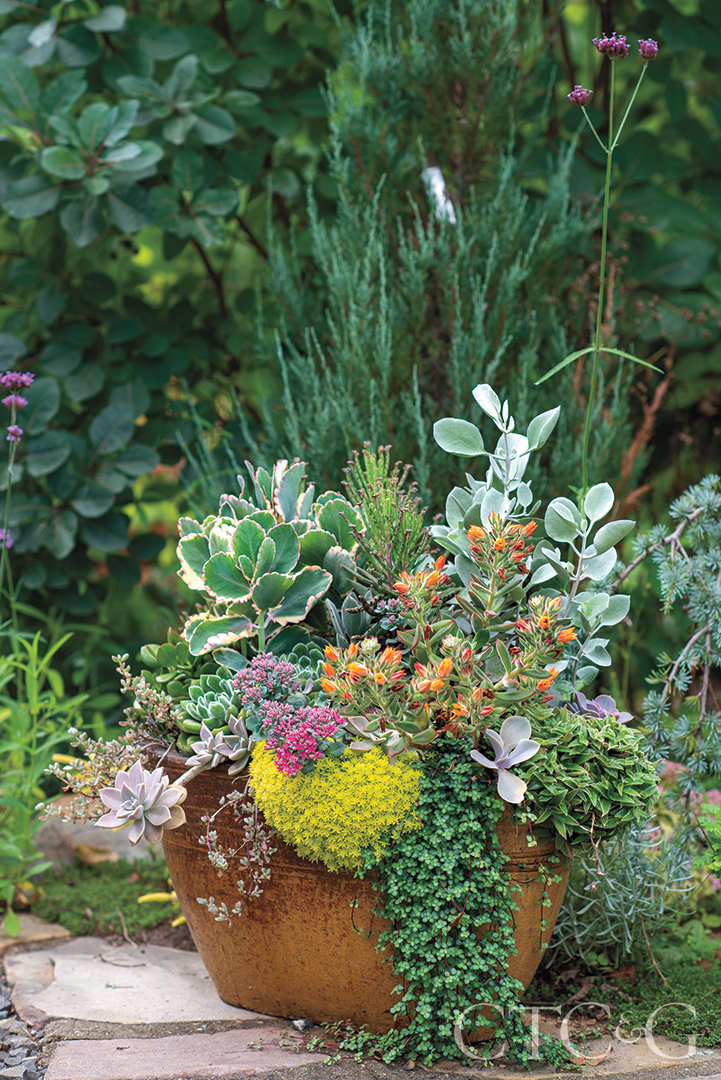 colorful plants in antique pot