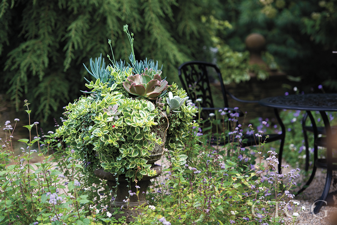 Aptenia cordifolia and Senecio serpens at Plantsville Pines