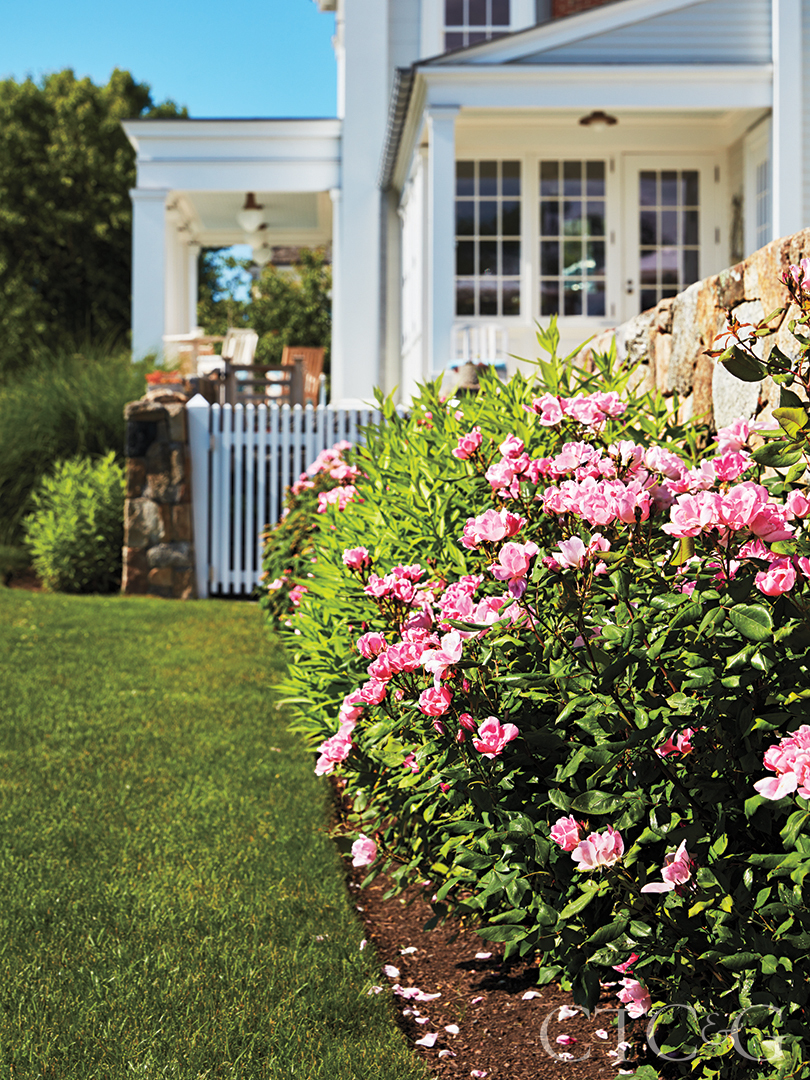 Knock Out Roses Behind White House
