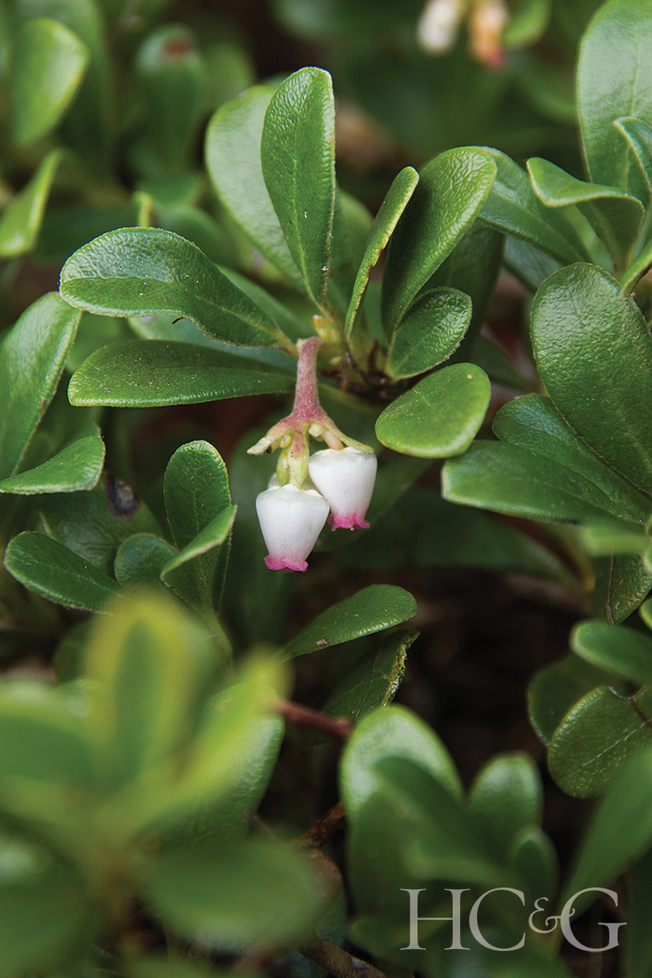 Plant with medicinal properties bearberry leaves arctostaphylos uva Ursi