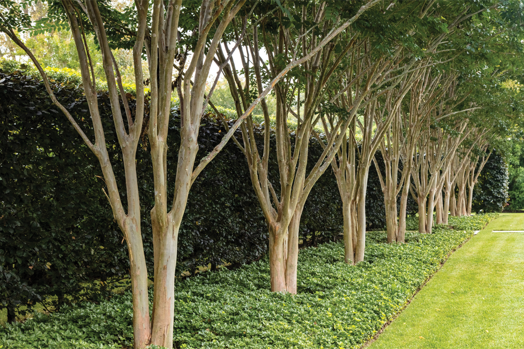 Explore The Many Benefits Of Ground Covers