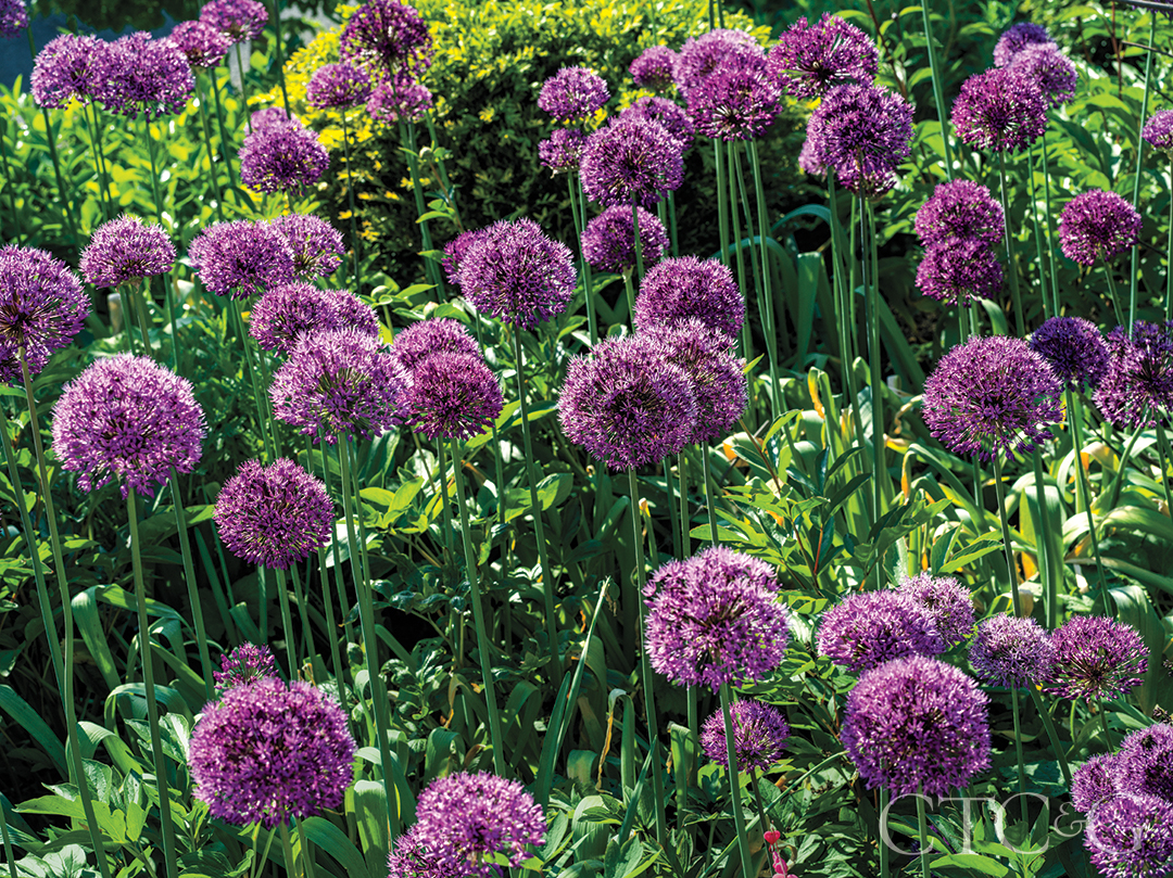 spring garden with purple allium