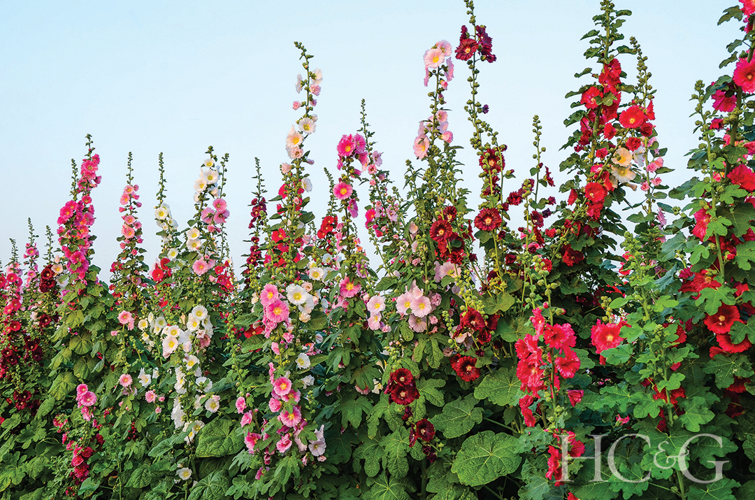 climbing flowers in a cutting garden