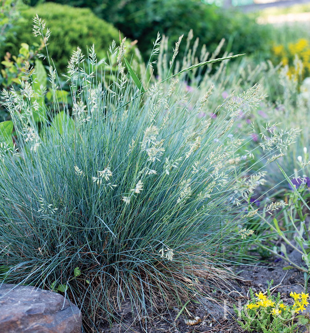 Blue fescues meadow plant