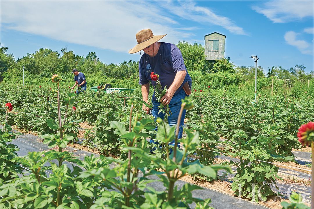 Man Planting Dahlias On A Farm