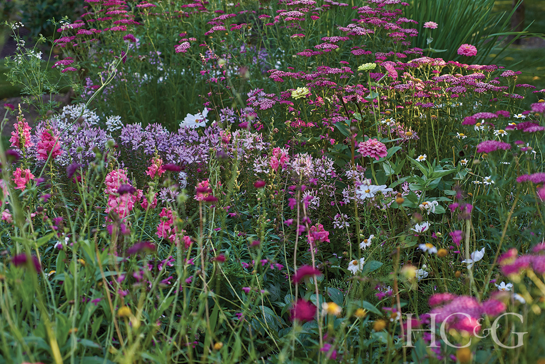 Zinnias, cleomes, foxgloves, Knautia macedonica garden