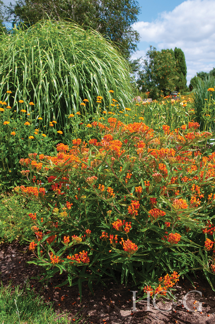 Asclepias tuberosa meadow plants