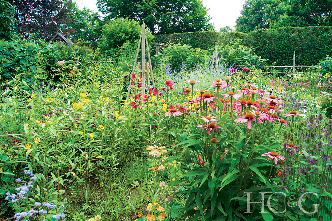 cutting garden with tuteurs and pink Echinaceas