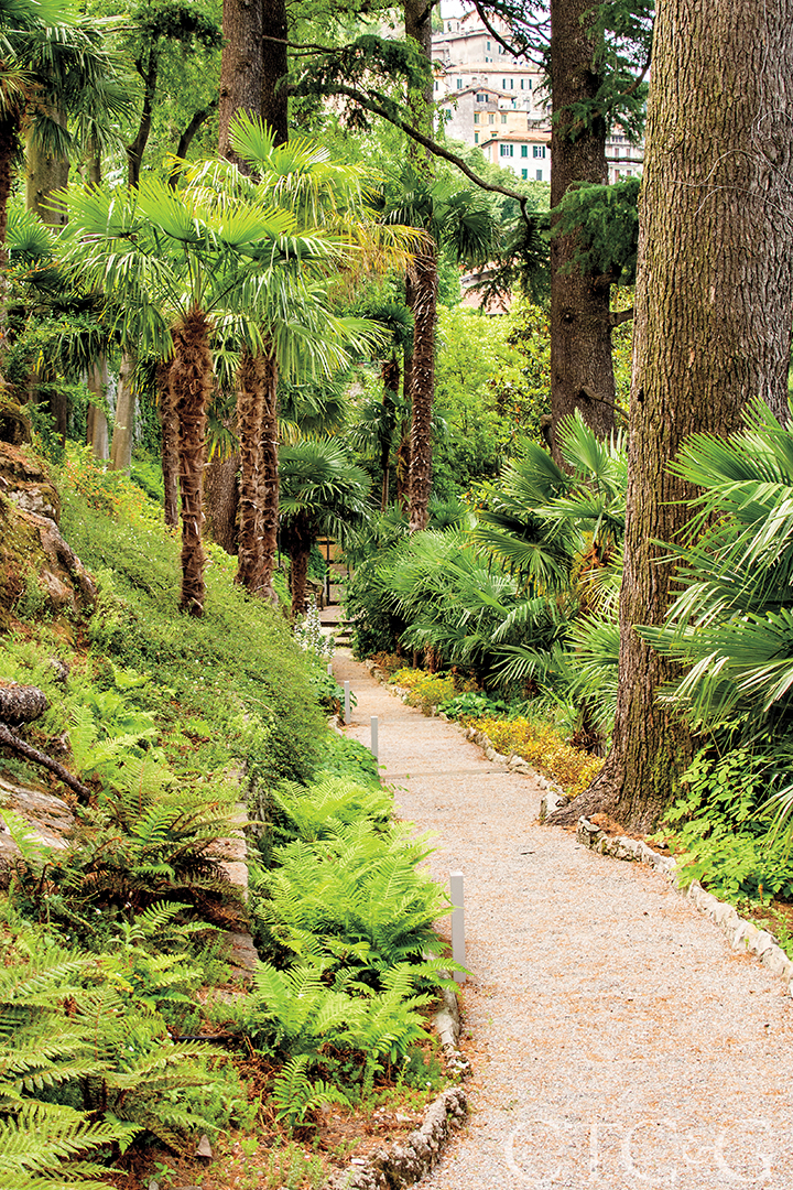 A Woodland Walkway Lined With Palm Trees And Ferns