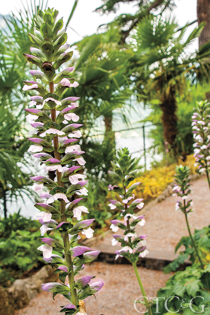 Acanthus Plant