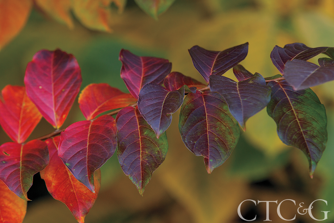 Central Park Conservancy Garden 18