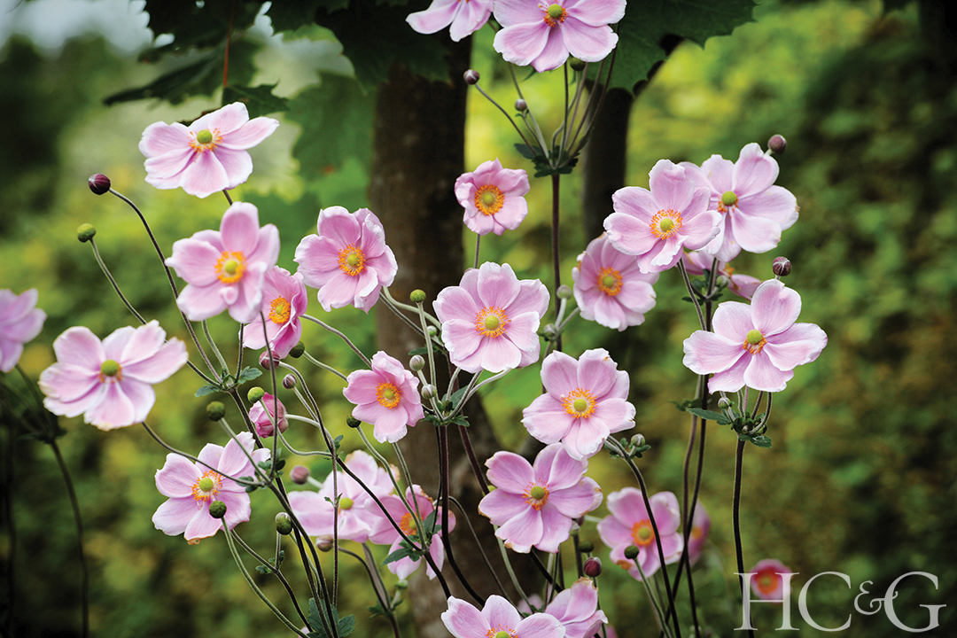 Outdoor Oasis - Japanese Anemone