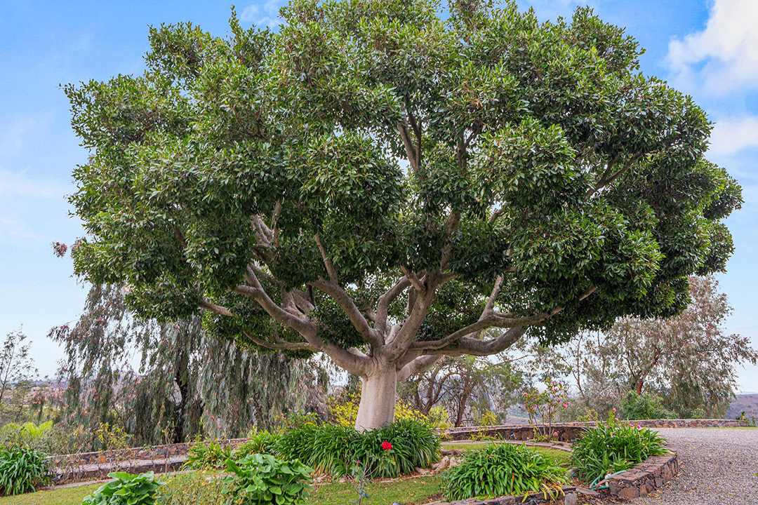 An Inspiring 100 Acre California Oasis With 8500 Avocado Trees Seeks 8m Tree