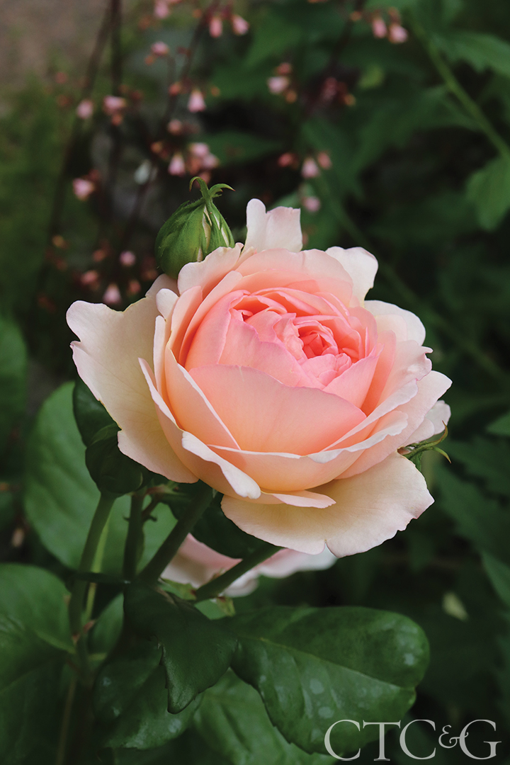 Shutterstock 2086110322