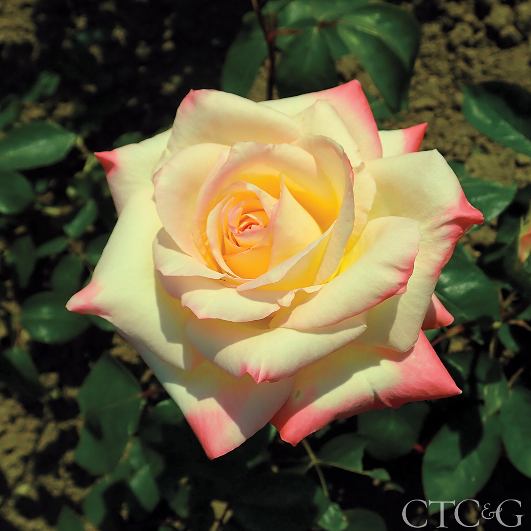 Rosa Diana Princess Of Wales 2019 06 05 7771