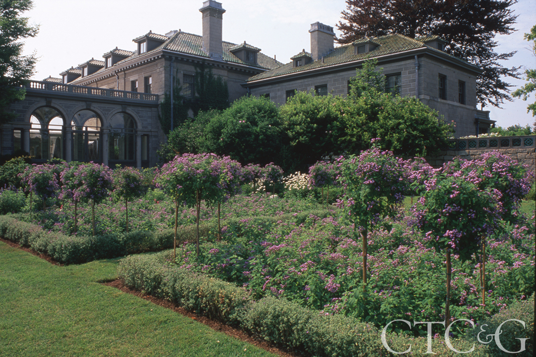 126 Heliotrope Standards In East Garden At Eolia Credit Richard W Cheek