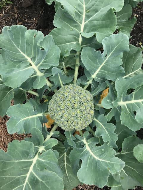 A Guide To Making Your Home A Farm To Table Paradise Gardeneering Lettuce