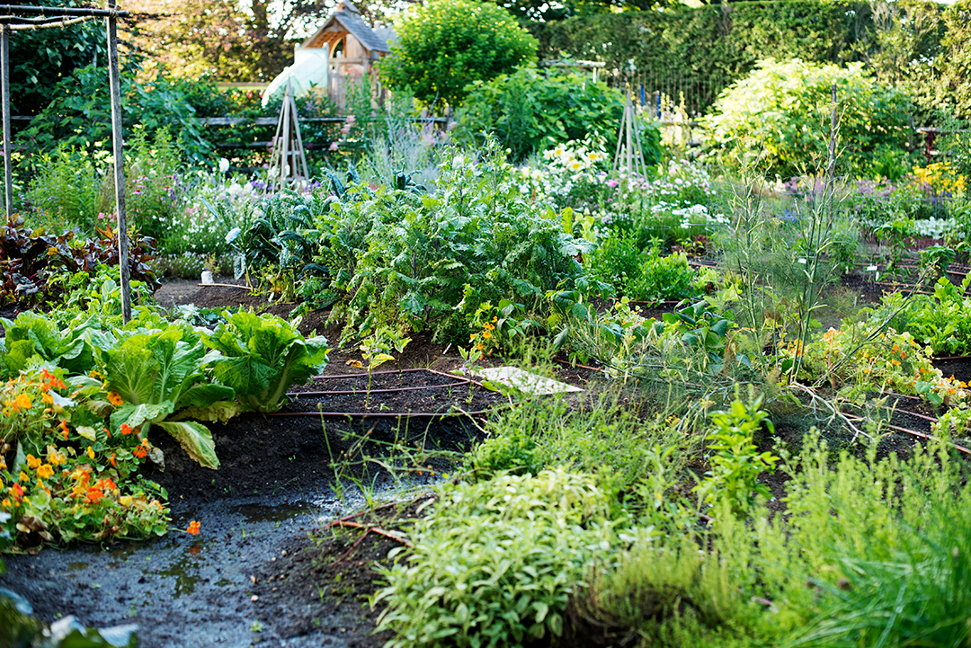 A Guide To Making Your Home A Farm To Table Paradise Gardeneering Agwam Garden 19