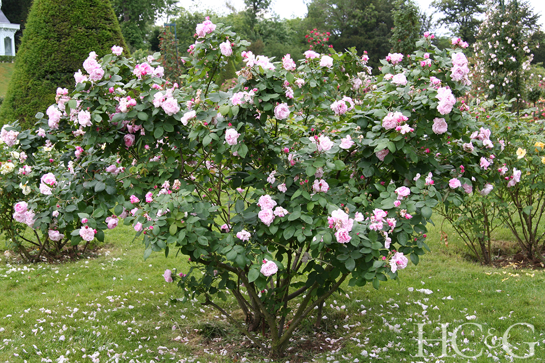 Rose Fantin Latour 20070601