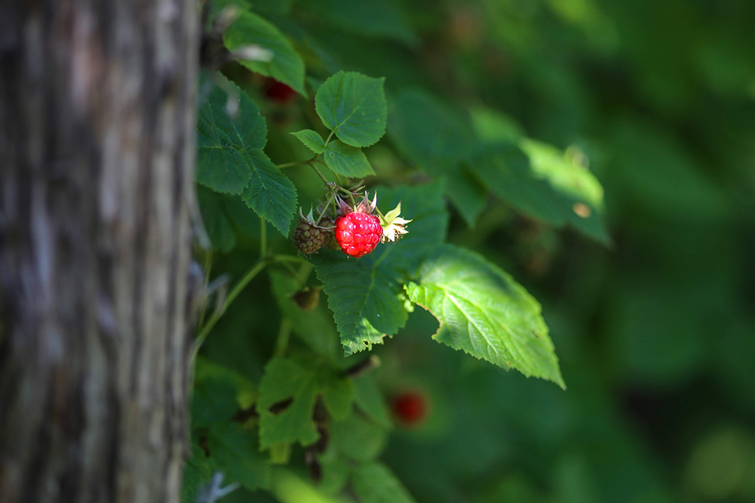 A Guide To Making Your Home A Farm To Table Paradise Gardeneering 20170710 Img 1974