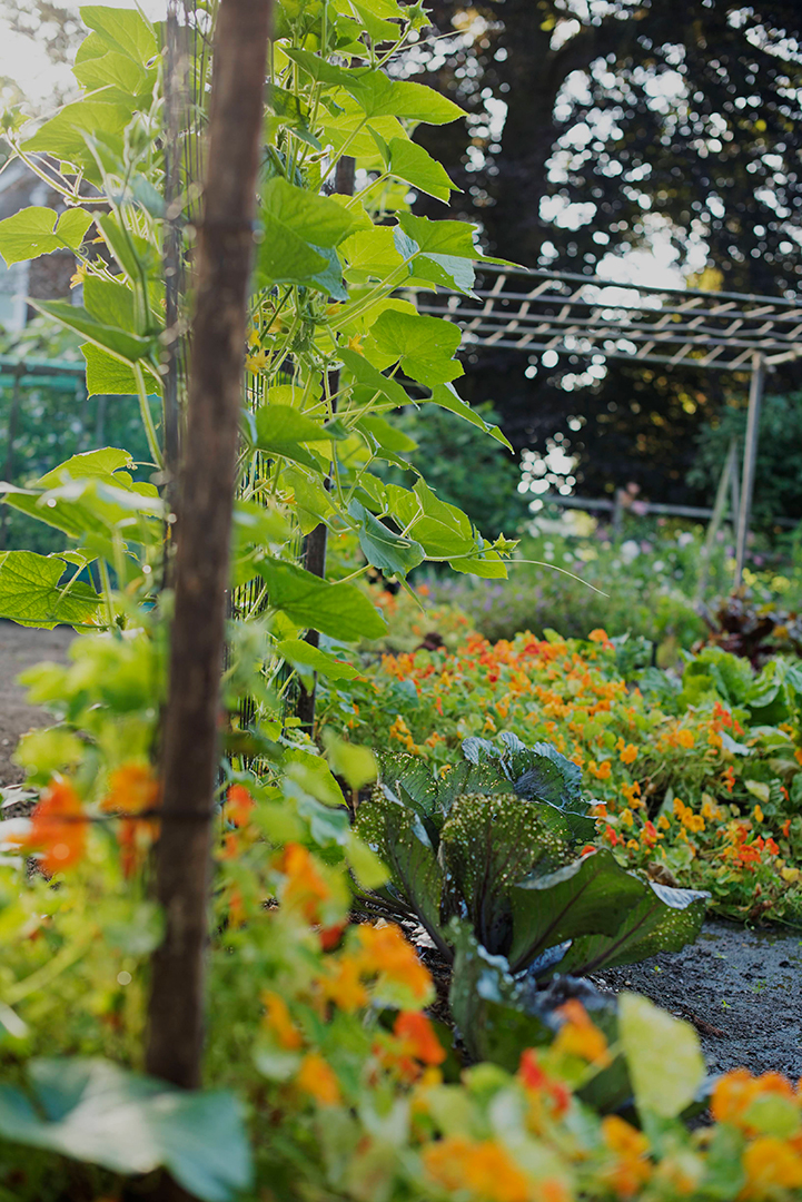 A Guide To Making Your Home A Farm To Table Paradise Gardeneering Agwam Garden 18