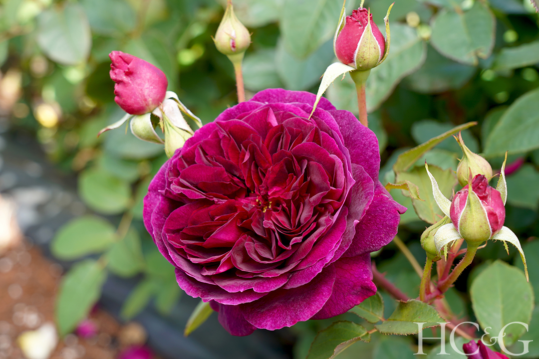 Shutterstock 1960892686