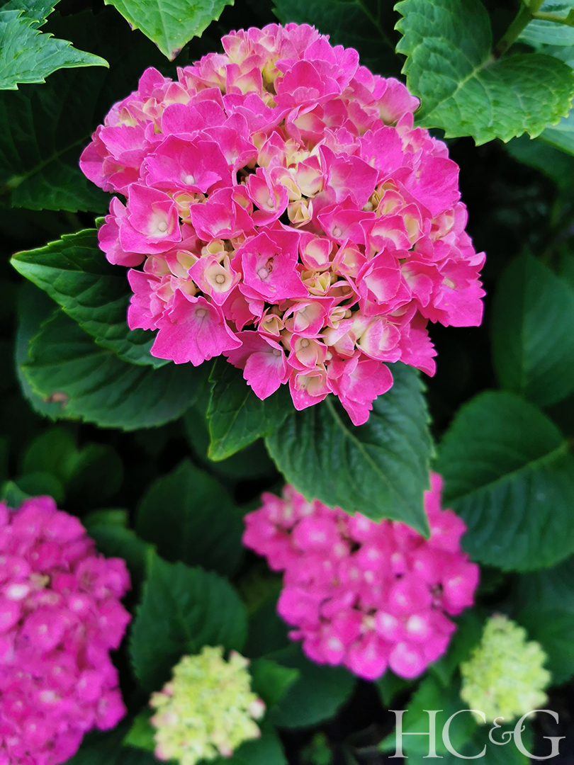 Shutterstock 1891509982