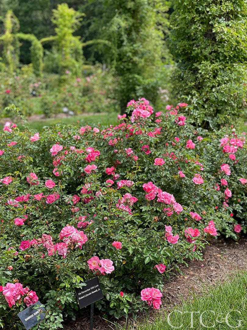Elizabeth Park Rose Garden 02