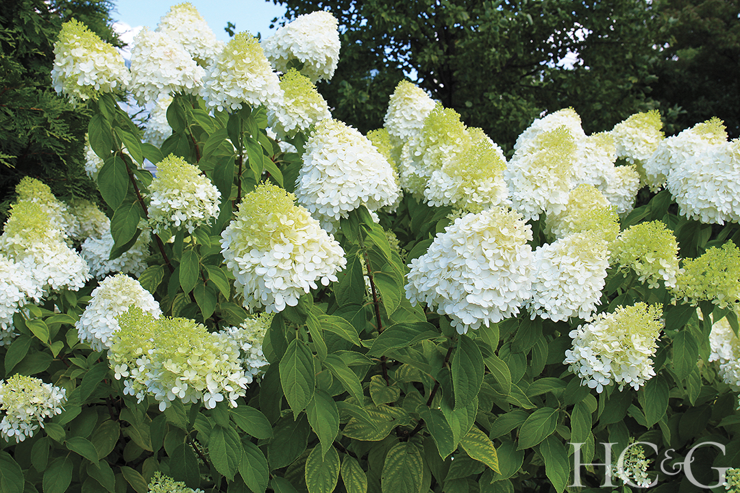 Shutterstock 1741515629