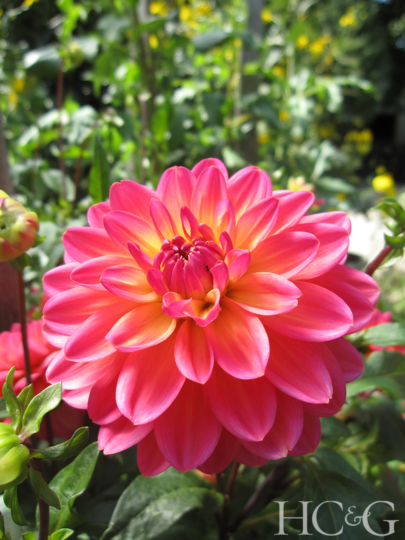 Winsome2012byvanessa1