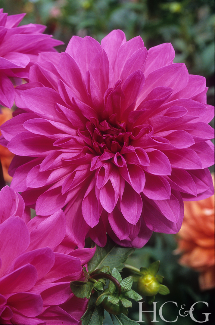 Thomasedison2005scana Crop