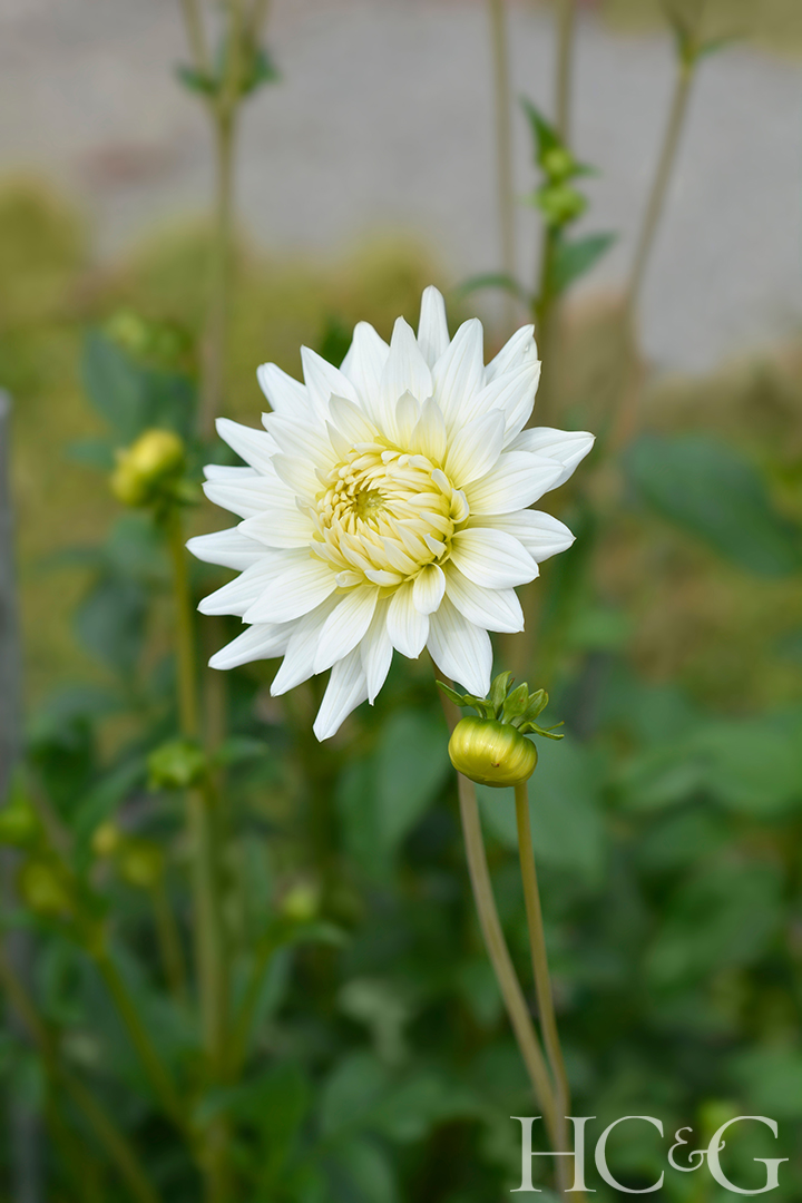 Shutterstock 2117409827