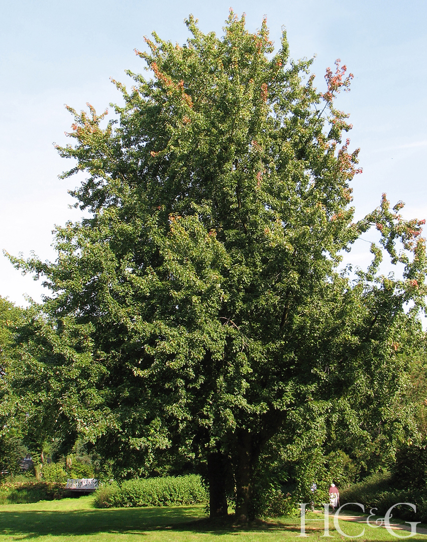 Silber Ahorn Acer Saccharinum
