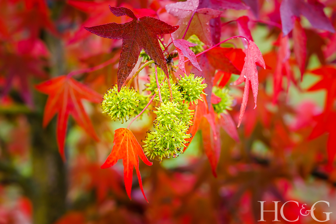 Shutterstock 2068498520