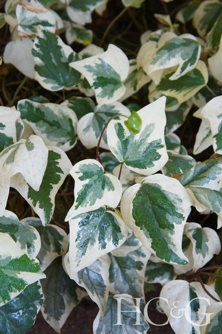 Hedera,algeriensis,gloire,de,marengo,ivy,leaves,vertcal