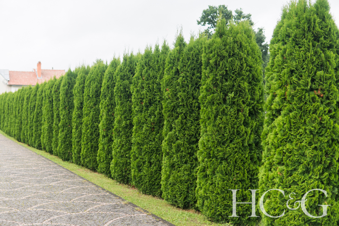 Green,hedge,of,thuja,trees.,green,hedge,of,the,tui