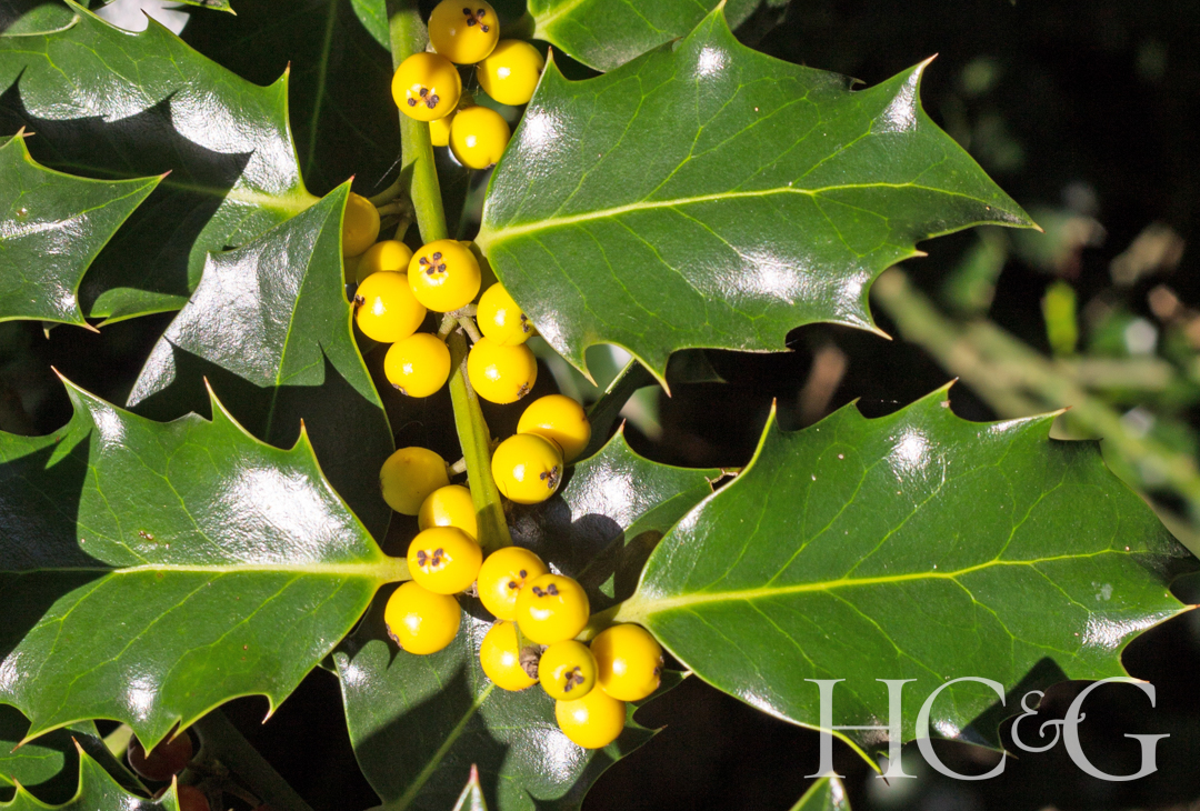 Yellow,berries,on,a,holly,bush